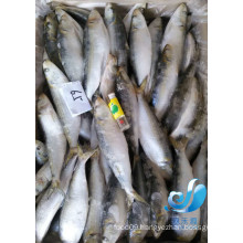 frozen sardine for sale